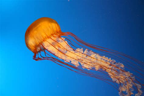 Maybe you would like to learn more about one of these? Free Jellyfish at the Vancouver Aquarium Stock Photo ...