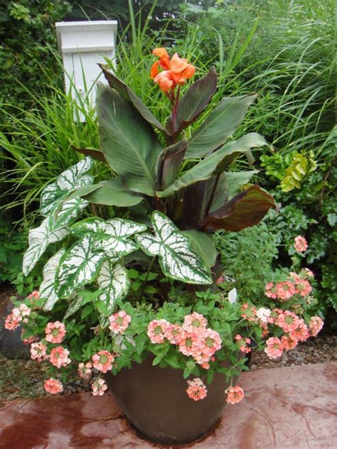 Container Gardening With Canna Lilies 270 Container Plants Container