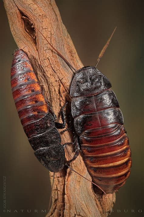 18 Black Bug That Looks Like A Roach Ideas Octopussgardencafe