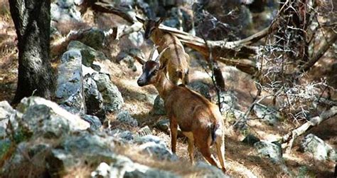 Animals Of Crete Including The Kri Kri Goats And Other Mammals Birds