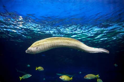 Under Water Wildlife Martinique