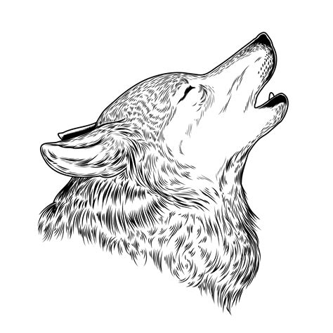 Vector Illustration Of A Howling Wolf Download Free Vector Art Stock
