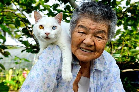 The cat who helps save the dalmatian puppies from cruella de vil and her lackeys. The Passing of Fukumaru, the Famous Odd-eyed Cat | J-pop ...