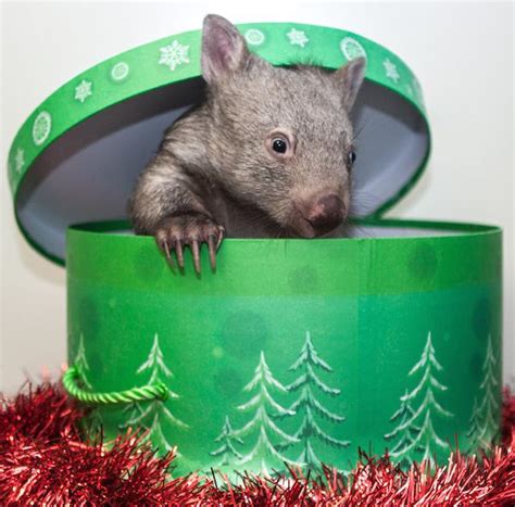 Adorable Orphaned Wombat Thinks The Perfect Place To Sleep Is In A