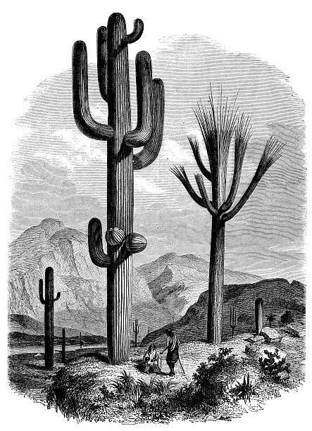 Collection of black and white cactus clipart (23) cactus clipart black and white bushes free clip art Best Black And White Cactus Illustrations, Royalty-Free ...