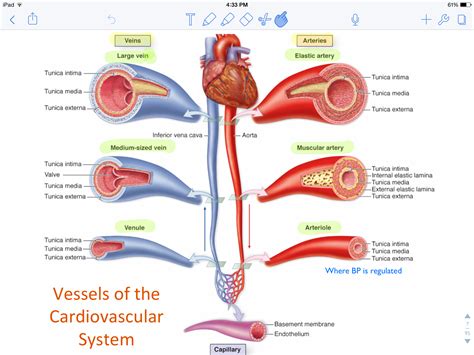 Free artery vein diagram templates. 11-Cardiovascular System - Histology Dds6214 with Kristine Krafts at University Of Minnesota ...