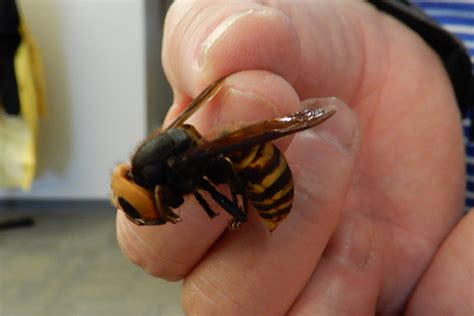 Wsu Scientists Enlist Citizens In Hunt For Giant Bee Killing Hornet