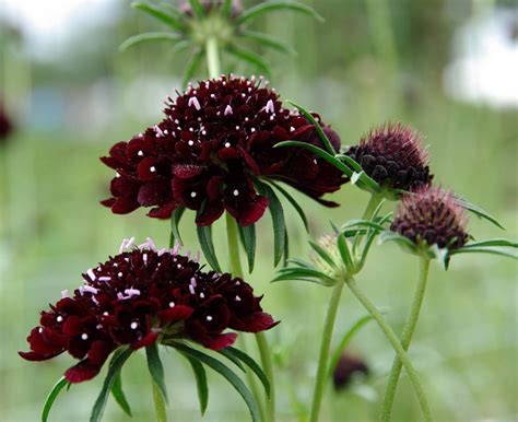 30 Pincushion Flower Black Beauty Scabiosa Seeds