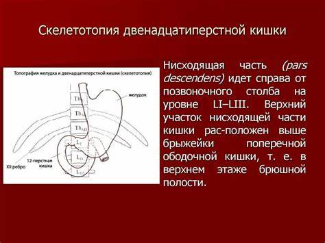 Синтопия скелетотопия Картинка - Синтопия скелетотопия
