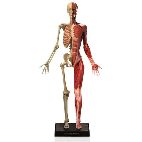 Modello Anatomico Muscolare DT98 Denoyer Geppert Di Scheletro