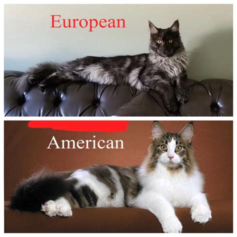 Psa Did You Know That There Is A Difference Between European And American Maine Coons The