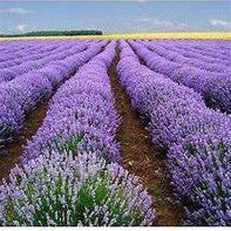 Lavender Vera Seeds Dandh Seed Harvest Co