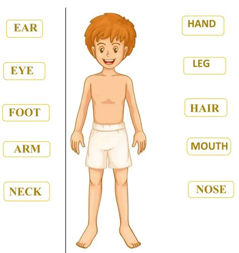 Human Body Parts Worksheet For UKG Total Marks 40