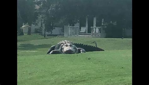 Massive Gator Spotted On Florida Golf Course A ‘jurassic Moment