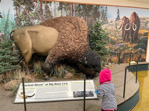 See Bison At Big Bone Lick State Park In Kentucky