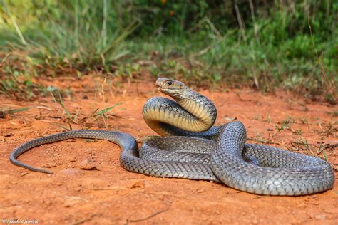Three gray geese in the green grass grazing. Eastern Brown Snake - Pseudonaja textilis | A large Eastern … | Flickr