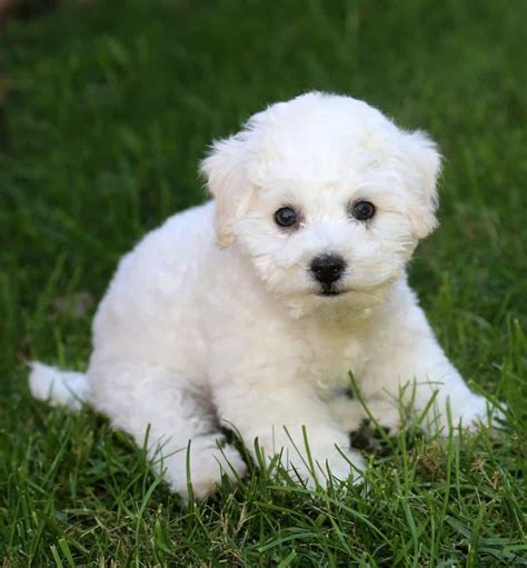 9 Adorable Teacup Dog Breeds Wikipedia Point