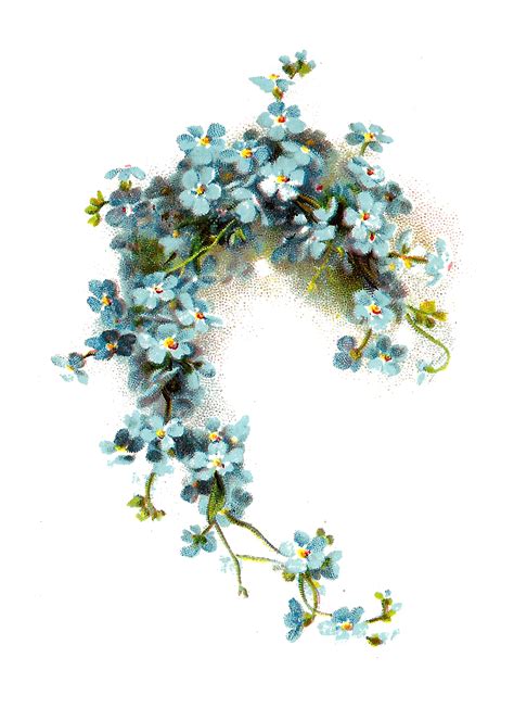 Antique Images Free Flower Clip Art Blue Forget Me Not Flower Graphic