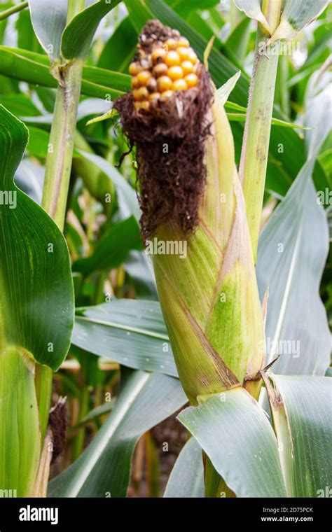 Picture Of A Maize Plant With Its Corn Cob Zea Mays Stock Photo Alamy