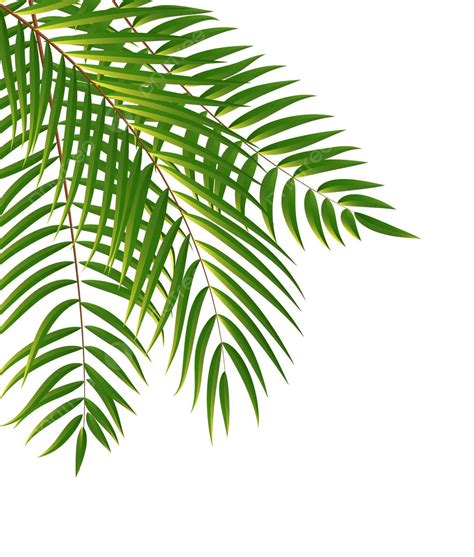 Stunning Vector Illustration Of Silhouetted Palm Tree Leaf With