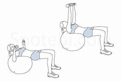 Chest Exercise Ball Press Stability Muscles Guide