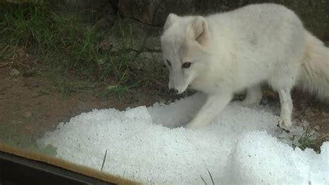 Behind The Scenes With The Arctic Fox At The Nc Zoo Youtube