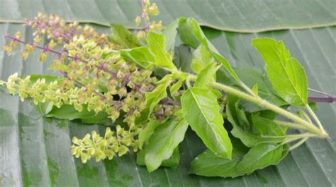 Insulin plant is known to beneficial in curing diabetes, dissolving kidney stones, reducing blood pressure, simulating bladder to work properly, prevents cancer and boost immunity. Tulsi Pujan Divas: 18 Benefits of Tulsi, Facts You Must ...