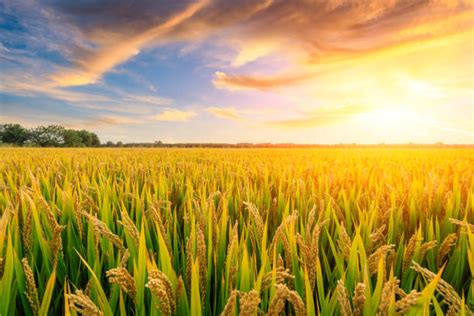 Rice Field Stock Photos Pictures And Royalty Free Images Istock