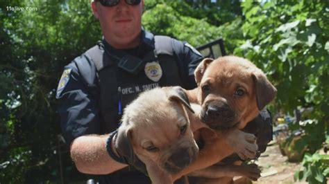 This program fills a critical role in reducing shelter overpopulation in the southeast and. 30 dog rescued in LaGrange hoarding investigation need ...