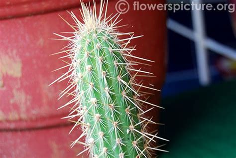 Patrick recommends using an old garden hose and 2 types of tongs as part of his tools. cephalocereus palmeri cactus | Cactus, Cactus and ...