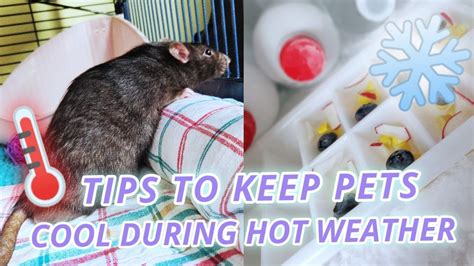 Tips To Keep Your Rats Cool During Hot Weather Diy Pets And Life