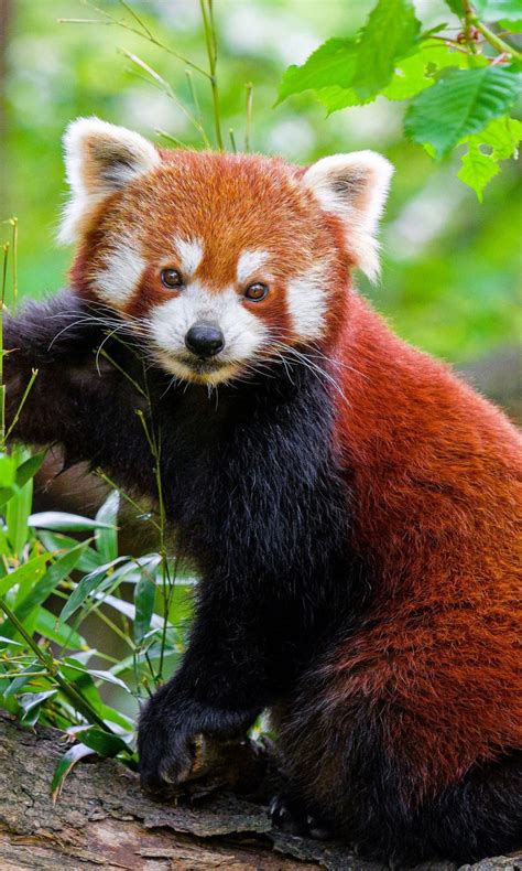 Red Panda Cub Is Standing On Tree Bark In Blur Green Bokeh Background