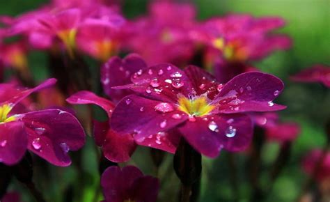 Purple Beauty Dew Flowers Petals Drops Hd Wallpaper Peakpx