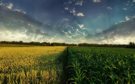 壁纸 阳光 景观 餐饮 日落 性质 天空 领域 绿色 早上 地平线 小麦 云 花 草原 厂 农业 草地