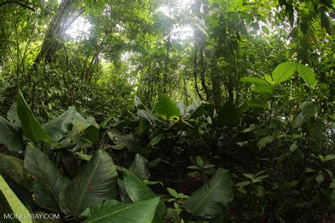 Rainforest Vegetation In Costa Rica Costaricalaselva1301