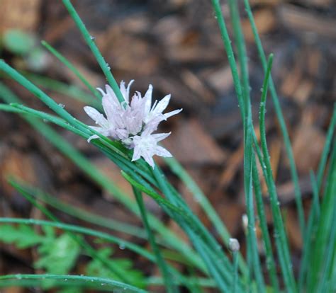 Chive Blossoms Chatty Gourmet