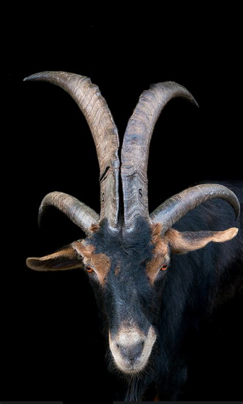 Four Horned Goat Goat Photography Goat Horns Animal Planet
