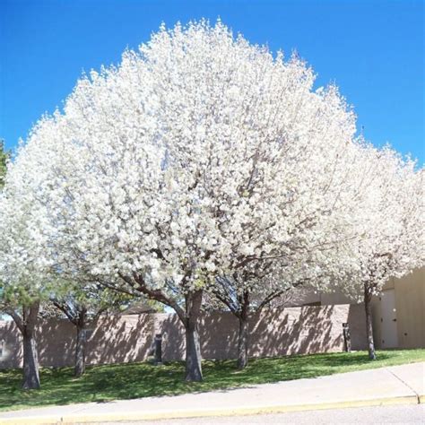 Cleveland Flowering Pear Earliest White Blossoms Of Spring 2 Years