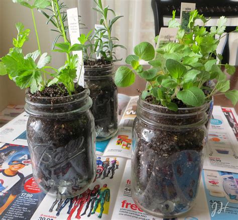 Kitchen Herb Garden In Mason Jars Joyful Homemaking