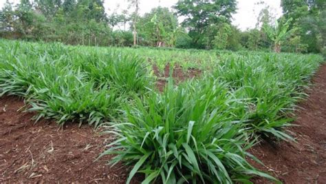 Livestock Kenya Brachiaria Grass Will Make Your Cow Produce More Milk