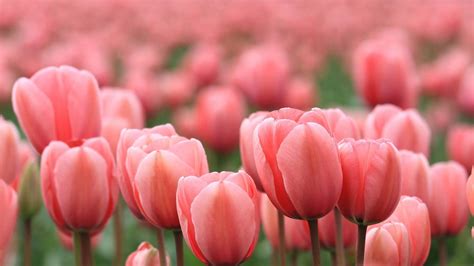 Pink Tulips Wallpapers Top Free Pink Tulips Backgrounds Wallpaperaccess