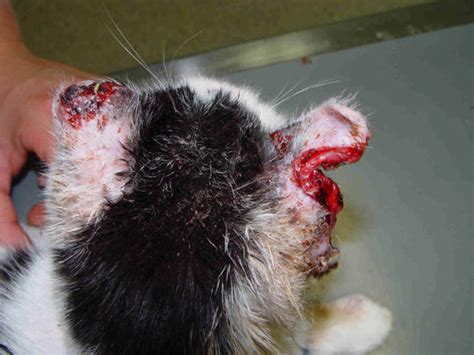 Sie können zunächst versuchen, sich selber zu behandeln. Haut, Ohr: Plattenepithelkarzinom bei einer Katze ...
