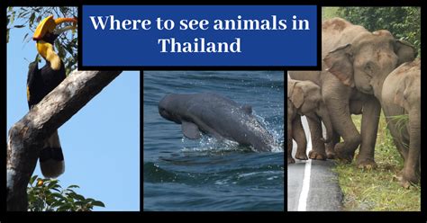 Where To See Animals In Thailand