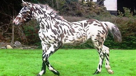 Worlds Rarest Horse Breeds Total Horse Channel Equestrian Tv