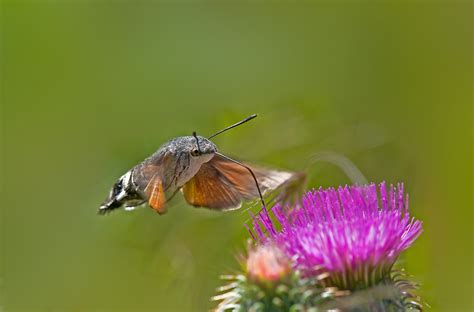 Photo Of The Week Humming Bird Hawk Moth In France Greenwings