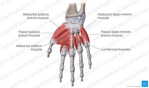 Hand Anatomy Bones Muscles Arteries And Nerves Kenhub