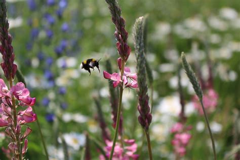 „the bigger splash aus dem jahr 1967 wird niemals vergessen sein. Zum Weltbienentag: So werden Sie Wildbienen-Hotelier - LBV ...