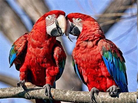 Wallpaper Birds Nature Parrot Red Beak Macaws Bird Macaw Wing