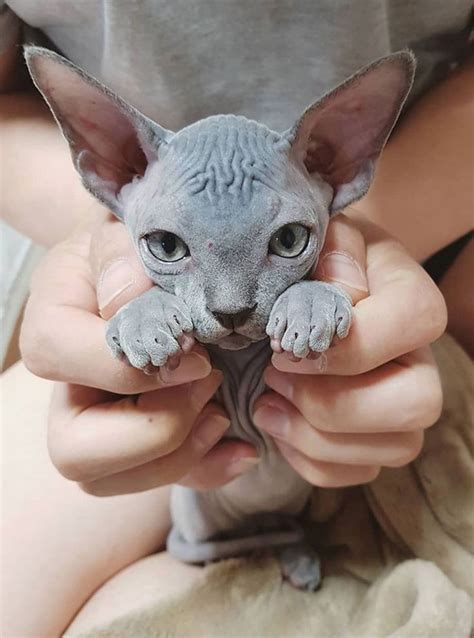 These Sphynx Babies Will Instantly Melt Your Heart In 2020