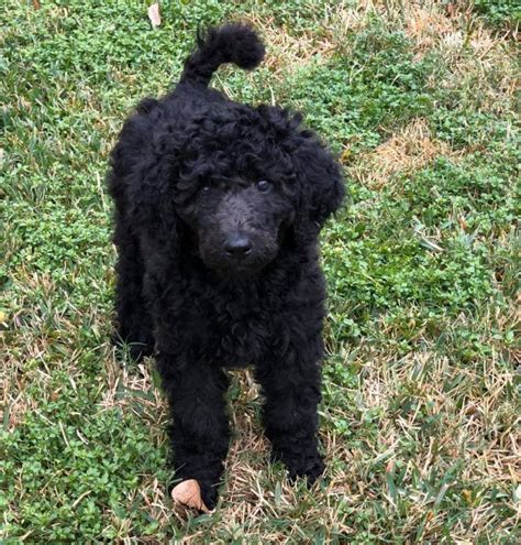 Adorable Akc Standard Poodles Available In Houston Now